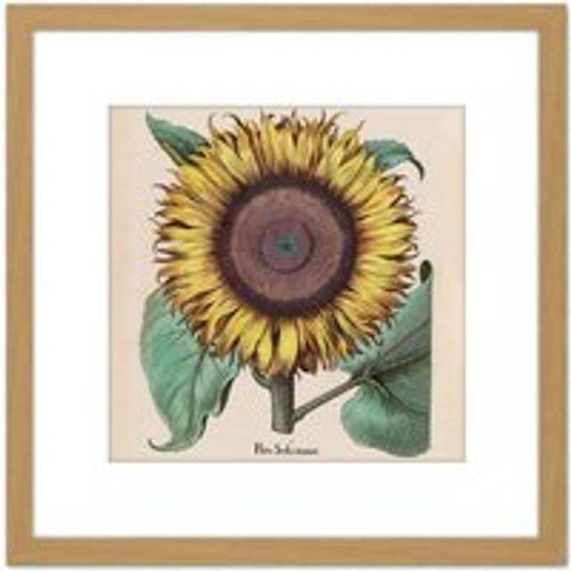 Large Sunflower Flos Solis Maior 8X8 Inch Square Wooden Framed Wall Art Print Picture with Mount - Tan - One Size