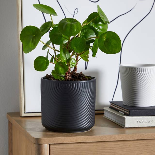 Luxe Ceramic Plant Pot - Black