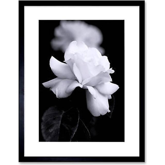 Photograph of a White Rose Flower Bloom Petals Greyscale Floral Nature Black and White Picture Artwork Framed Wall Art Print 12X16 Inch - One Size
