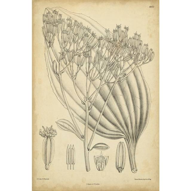Vintage Curtis Botanical VI by Curtis - Wrapped Canvas Art Prints (91cm H x 61cm W x 3.8cm D)