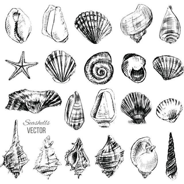 Seashell Sketch (91cm H x 91cm W x 3.8cm D)