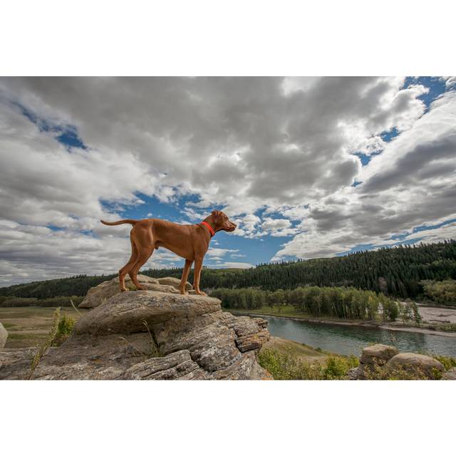 Zanuck Dog On A Cliff - Wrapped Canvas Photograph (20cm H x 30cm W x 3.8cm D)