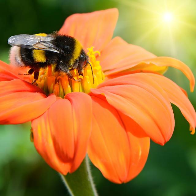 Thelen Bumble Bee - Print (122cm H x 122cm W x 3.8cm D)