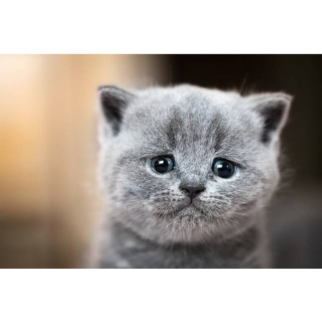 British Shorthair Cat (20cm H x 30cm W x 3.8cm D)