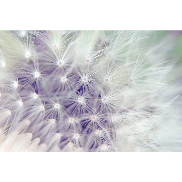 Dandelion (51cm H x 76cm W x 3.8cm D)
