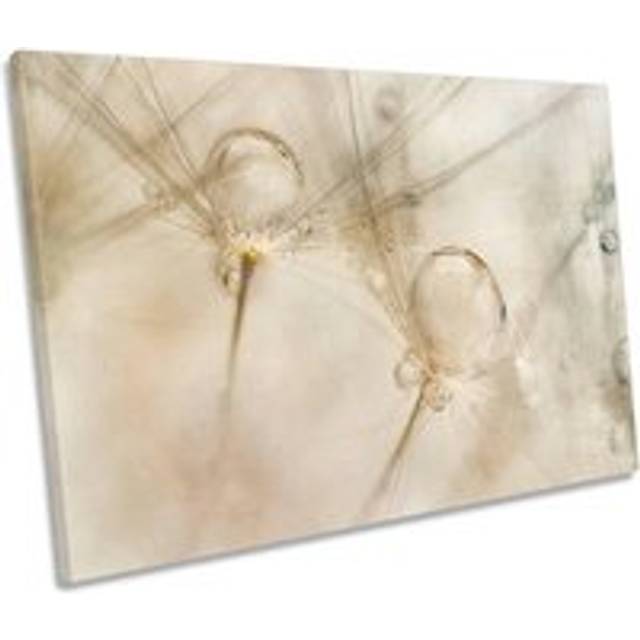 Water Drops Dew Dandelion Floral Canvas Wall Art Picture Print - Beige - W18 inch x H12 inch x D20mm