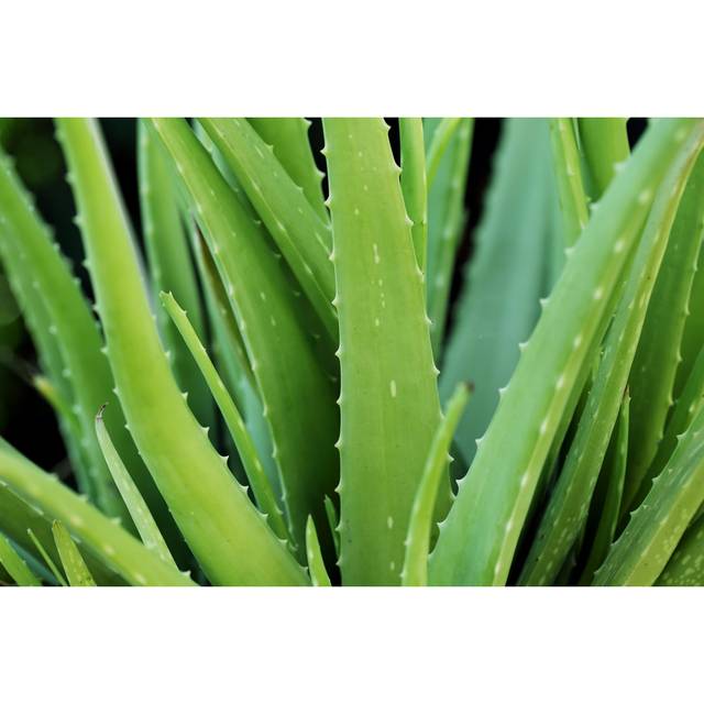 Aloe Vera Plant (20cm H x 30cm W)