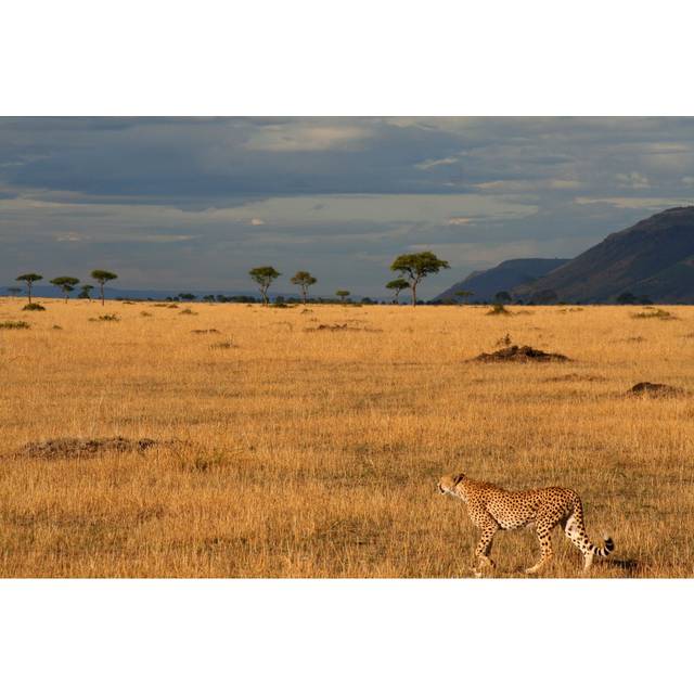Kerrtown Cheetah in Masai Mara - Wrapped Canvas Photograph (51cm H x 76cm W x 3.8cm D)