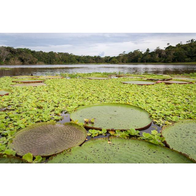 Amazon River Covered with Victoria Lotuses by JakaZvan - Wrapped Canvas Photograph (30cm H x 46cm W x 3.8cm D)