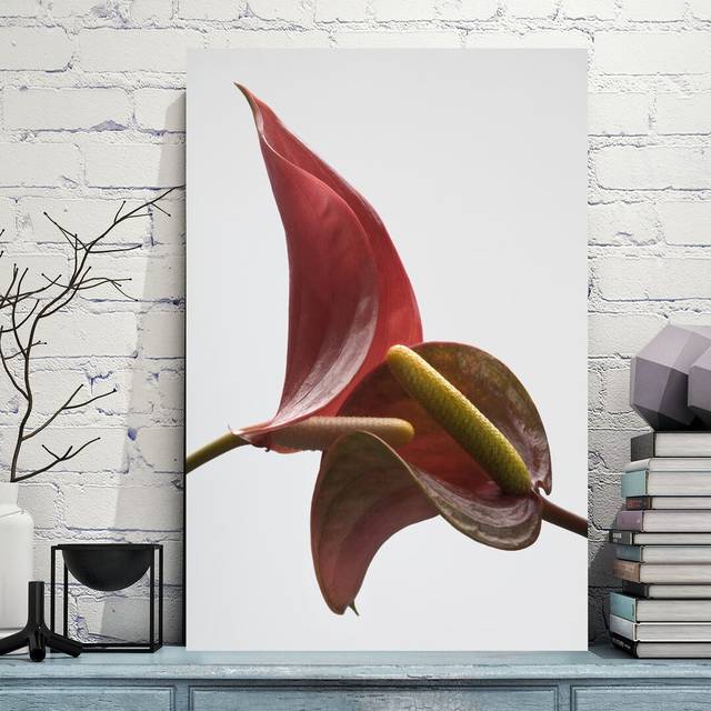 Anthurium 3 on White by Barry Seidman - Wrapped Canvas Photograph Print (91cm H x 61cm W x 4cm D)