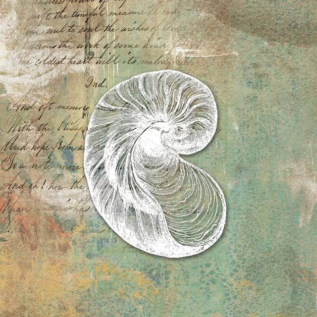 Distress Sea Shell 2 (30cm H x 30cm W x 3.8cm D)