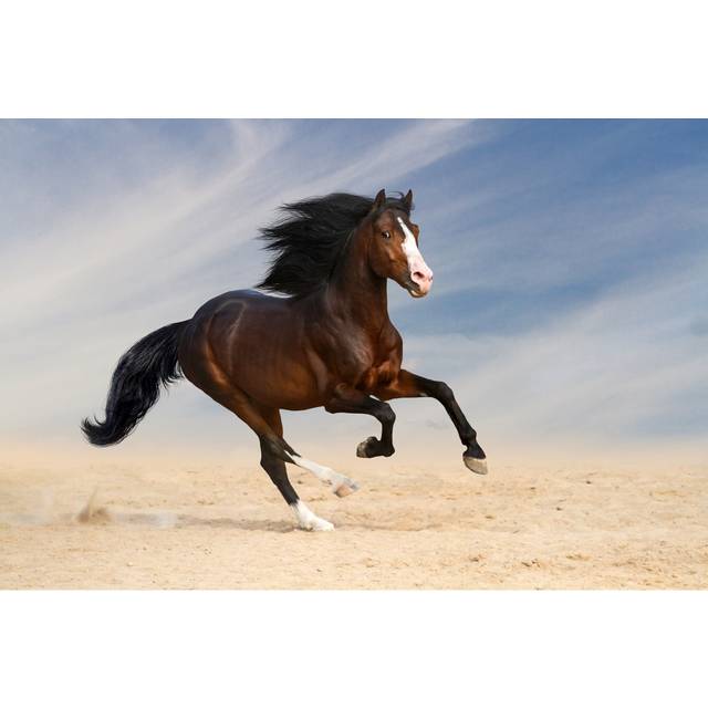 Wilmar Bay Horse Run by Callipso - Print (81cm H x 122cm W x 3.8cm D)