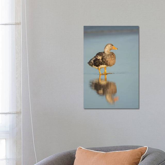 Male Falkland Flightless Steamer Duck, Falkland Islands by Martin Zwick - Wrapped Canvas Photograph (66.04 cm H x 45.72 cm W x 3.175 cm D)
