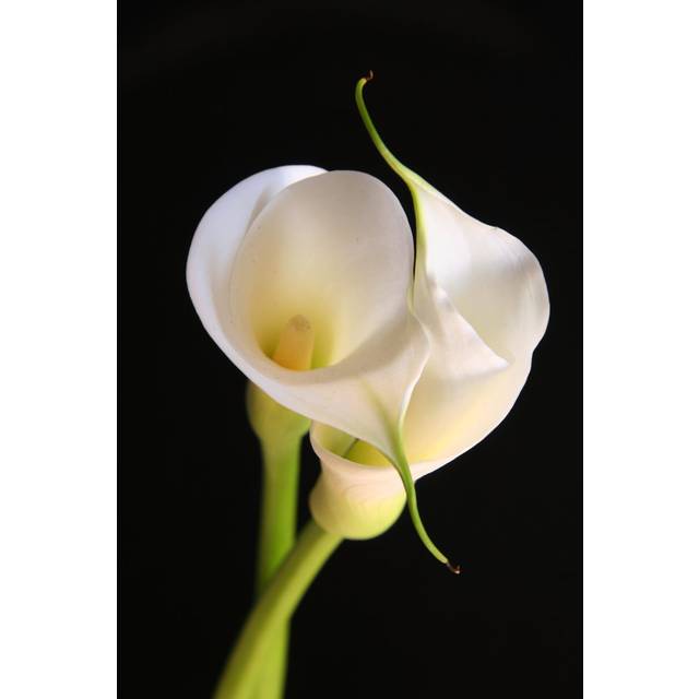 Archimbald Calla Lilies - Wrapped Canvas Photograph (46cm H x 30cm W x 3.8cm D)