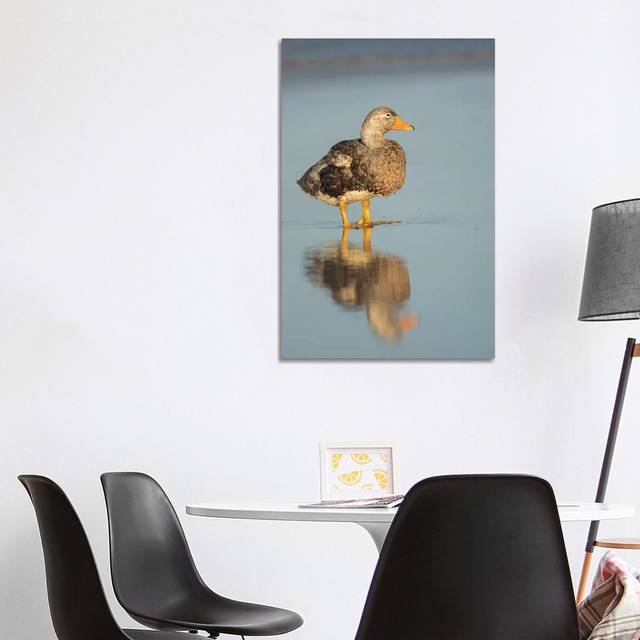 Male Falkland Flightless Steamer Duck, Falkland Islands by Martin Zwick - Wrapped Canvas Photograph (101.6 cm H x 66.04 cm W x 1.91 cm D)