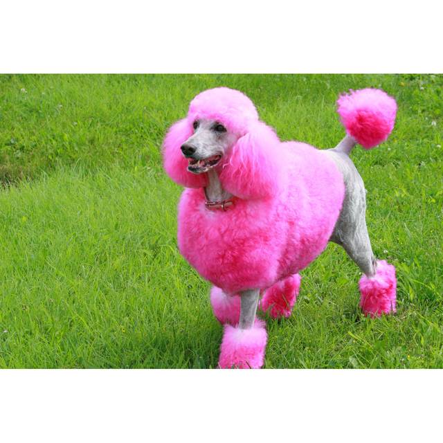 Cotton Candy Poodle by jodyjohans - Wrapped Canvas Photograph Print (61cm H x 91cm W x 3.8cm D)