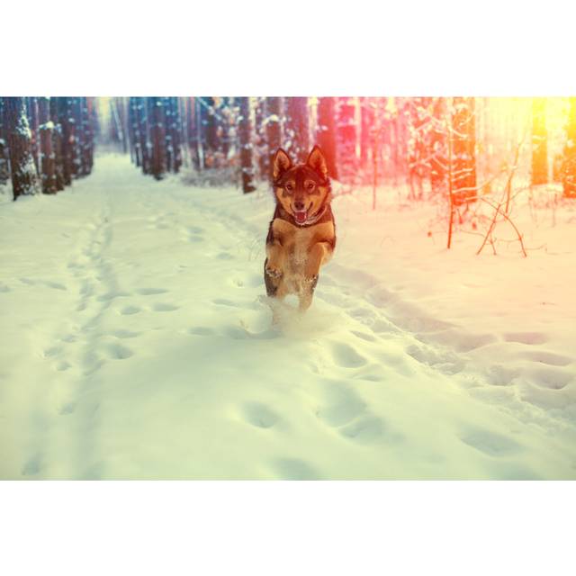 Berrilee Dog Running in Winter by Vvvita - Wrapped Canvas Photograph (61cm H x 91cm W x 3.8cm D)