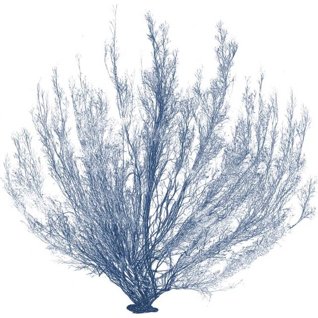 Navy Seaweed VI - Wrapped Canvas Painting Print (76cm H x 76cm W x 3.8cm D)