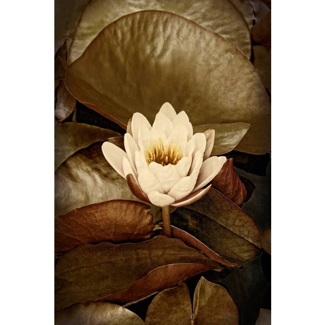 Lily Pad Single by Rachel Perry - Wrapped Canvas Art Prints (30cm H x 20cm W)