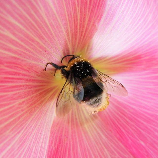 Tellier Bumble Bee - Print (91cm H x 91cm W x 3.8cm D)