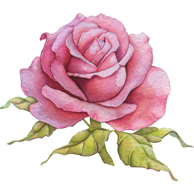 Watercolor Rose (122cm H x 122cm W 3.8cm D)