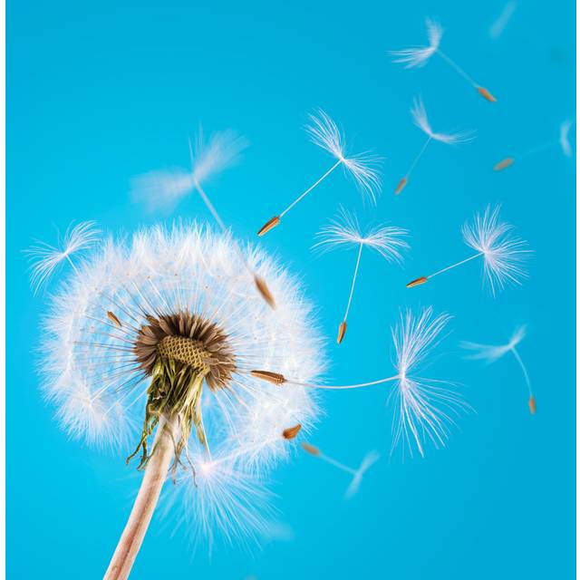Dandelion Seeds Blown Away in the blue Clear Sky by Przemekklos - Wrapped Canvas Photograph (122cm H x 122cm W x 3.8cm D)