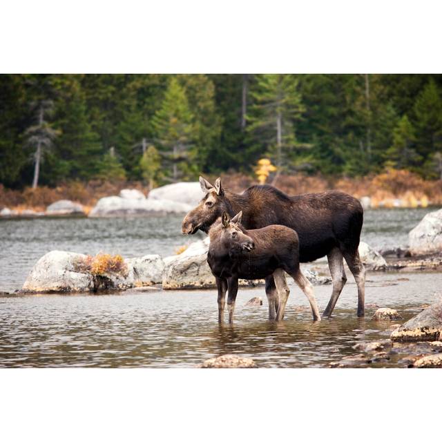 Mother Moose and Yearling Calf - Wrapped Canvas Photograph (81cm H x 122cm W x 3.8cm D)
