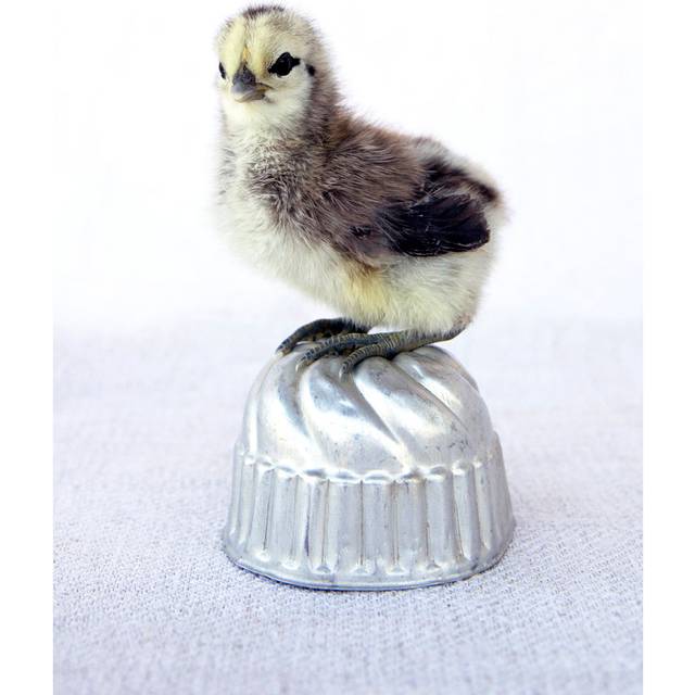 Tiny Baker I by Tania Soderman - Wrapped Canvas Photograph (91cm H x 61cm W x 3.8cm D)