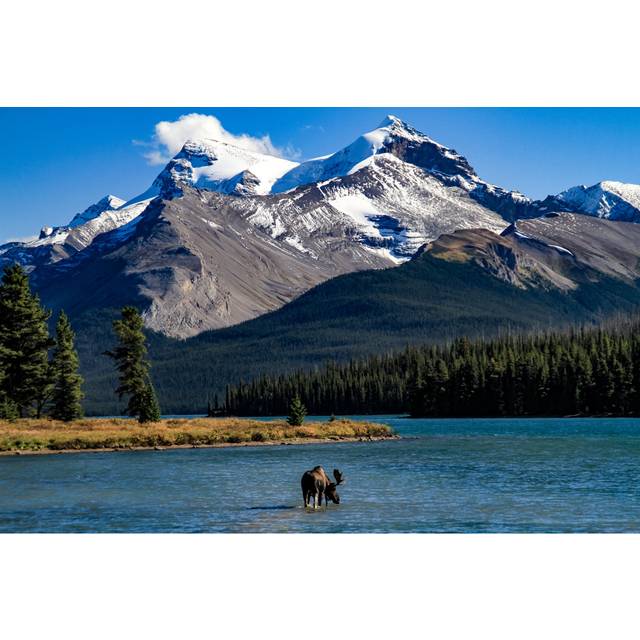 Bull Moose At Maligne Lake (51cm H x 76cm W x 3.8cm D)