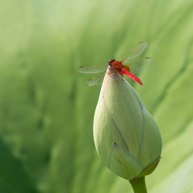 Allendale Red Dragonfly On Lotus by Xzh - Print (76cm H x 76cm W x 3.8cm D)