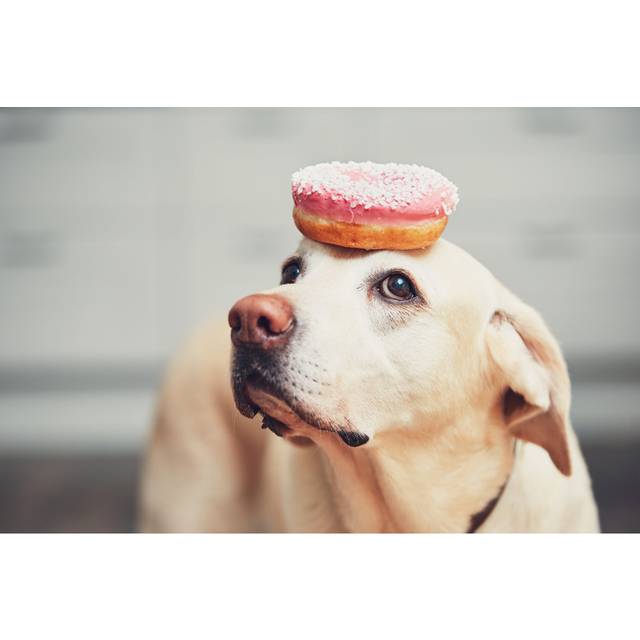 Funny Dog With Donut (20cm H x 30cm W)