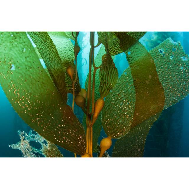 Giant Kelp - Green;forest green (30cm H x 46cm W x 3.8cm D)