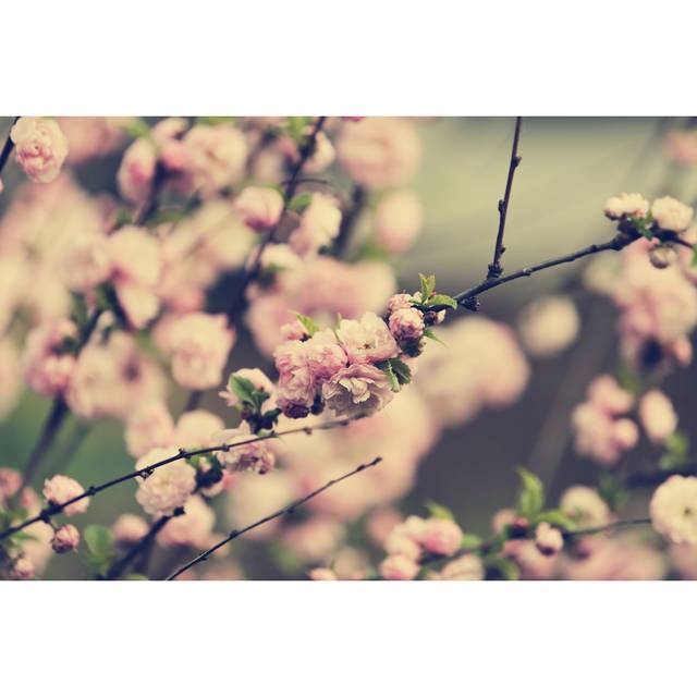 Almond Blossom (20cm H x 30cm W x 3.8cm D)
