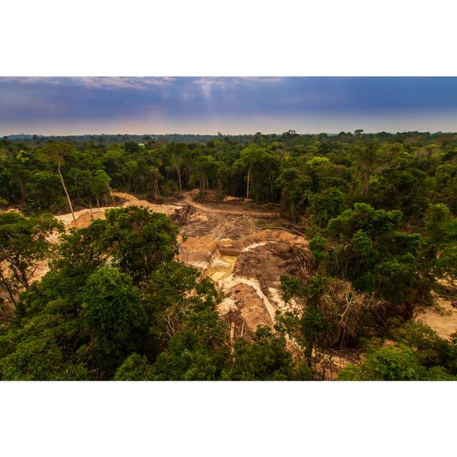 Amazon Rainforest (51cm H x 76cm W)