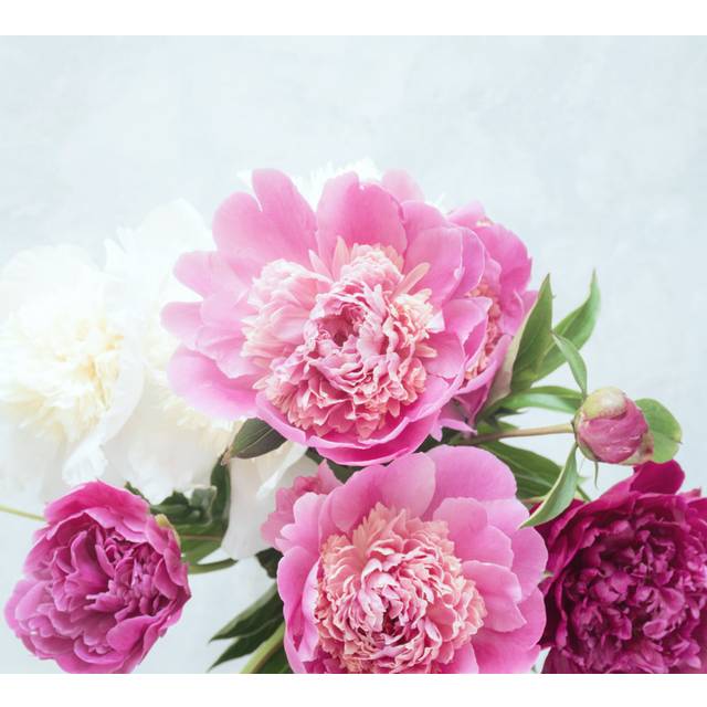 Bureen Pink Peonies - Print (51cm H x 51cm W x 3.8cm D)