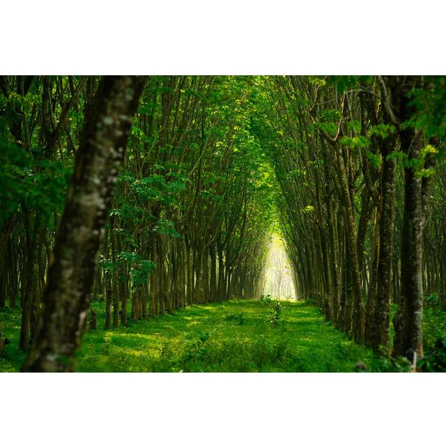 Rubber Trees (61cm H x 91cm W x 3.8cm D)