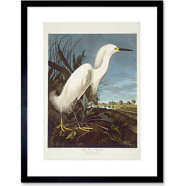 Audubon Snowy Heron Birds of America Great Egret Coastal Bird Portrait Illustration Artwork Framed Wall Art Print 12X16 Inch - Black - One Size
