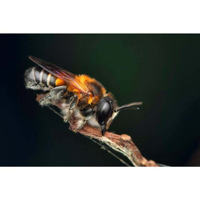 Kirkersville Giant Resin Bee - Wrapped Canvas Photograph (61cm H x 91cm W x 3.8cm D)