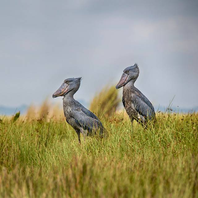 Pair shoebill birds - Green;Grey (30cm H x 30cm W x 3.8cm D)