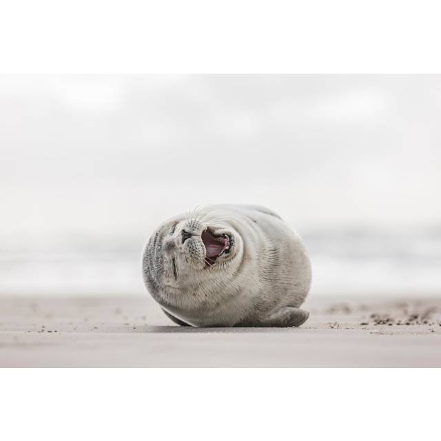 Little Smiling Seal (81cm H x 122cm W x 3.8cm D)