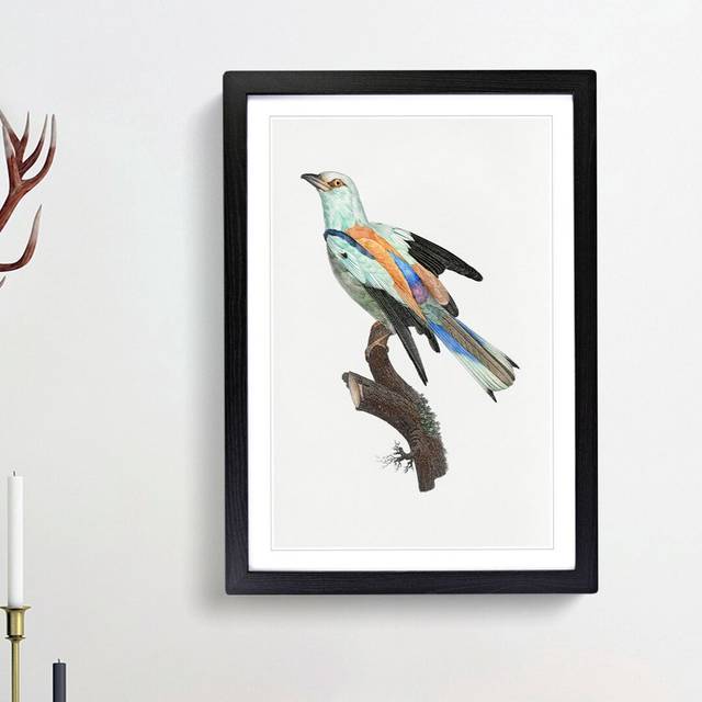 Abyssinian Roller Bird by Jacques Barraband - Picture Frame Painting Print on Paper - Black Framed (63cm H x 45cm W x 2cm D)