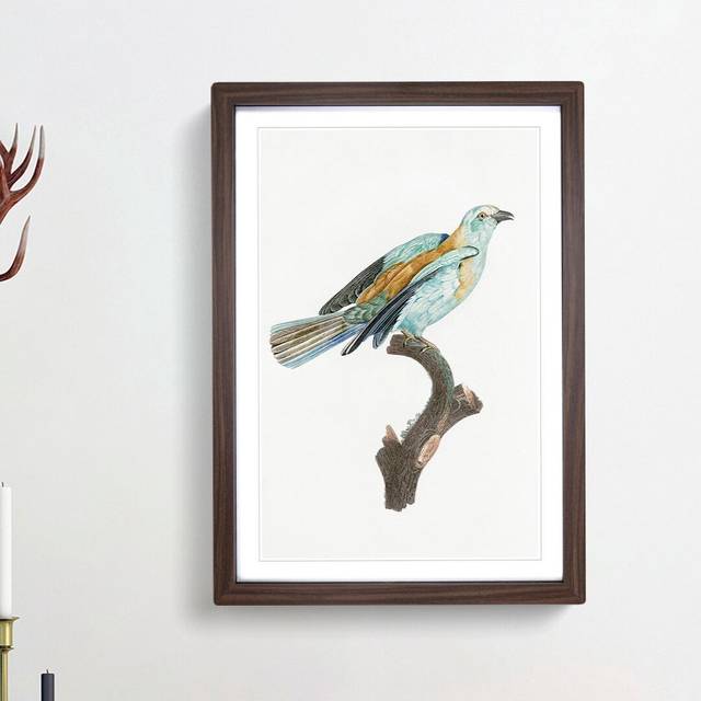 Abyssinian Roller Bird by Jacques Barraband - Picture Frame Painting Print on Paper - Walnut Framed (45cm H x 33cm W x 2cm D)