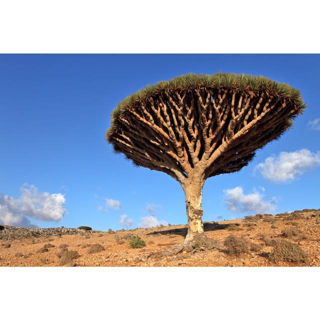 Wolfsburg Dragon Tree in Desert - Wrapped Canvas Photograph (30cm H x 46cm W x 3.8cm D)