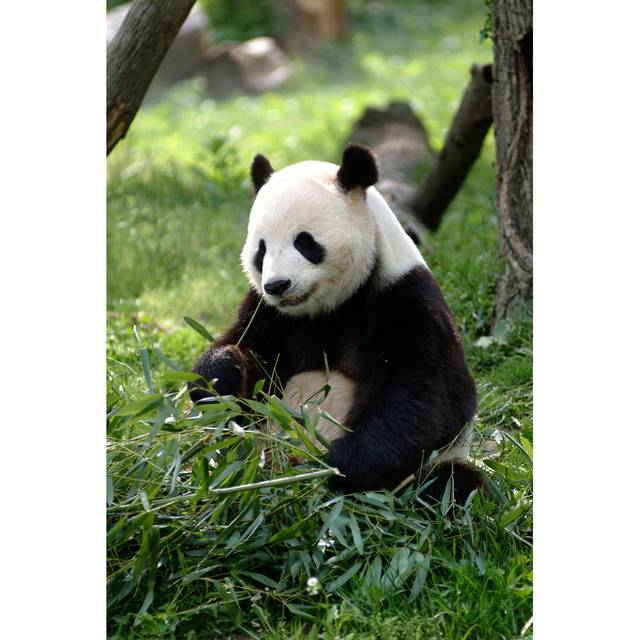 Giant Panda - Wrapped Canvas Photograph (91cm H x 61cm W x 3.8cm D)