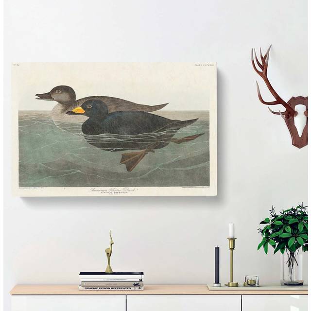 American Scooter Duck by John Audubon - Wrapped Canvas Painting Print (40cm H x 60cm W x 3cm D)