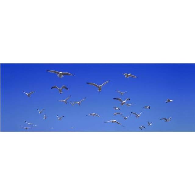 A Group of Birds Poster Print - 44 x 15 in. - Large