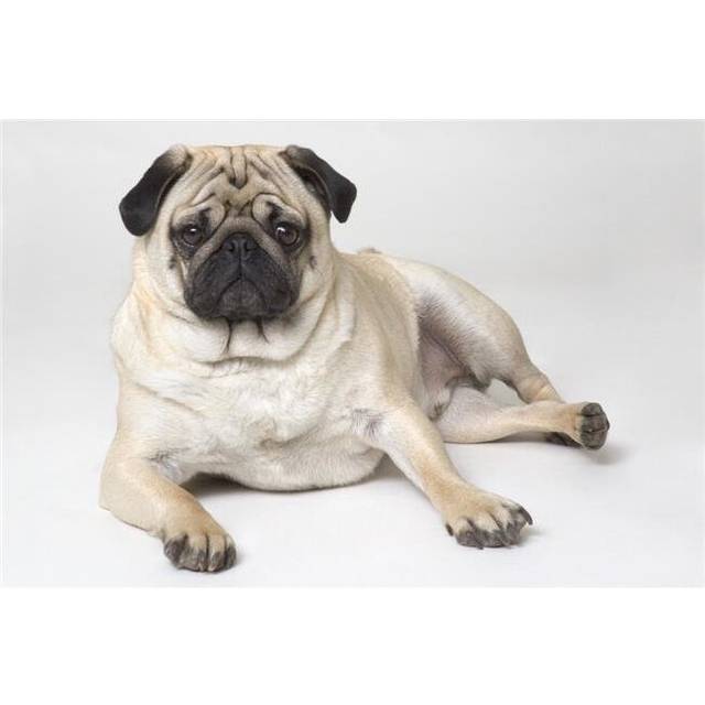 Pedigree Pug Dog Poster Print by Corey Hochachka, 34 x 22 - Large