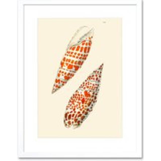 Wall Art Print Seashell Orange Spotted Conical Artwork Framed 9X7 Inch - White - W7 inch x H9 inch