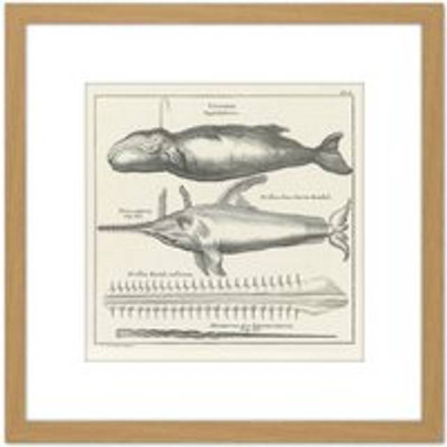 Spyck Sperm Whale Sawfish Nature Study Drawing 8X8 Inch Square Wooden Framed Wall Art Print Picture with Mount - Tan - One Size
