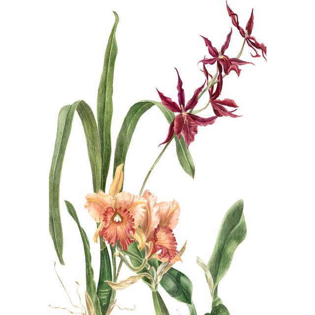 Orchid I by Pamela Shirley - Wrapped Canvas Art Prints (46cm H x 30cm W x 0.38cm D)